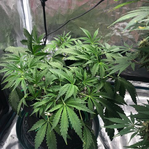 Mango Smile growlog timeline photo