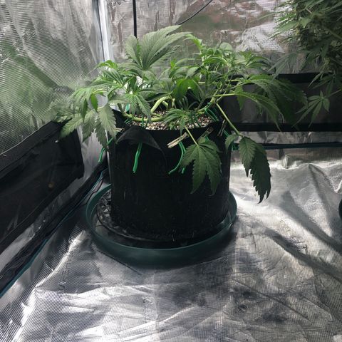Mango Smile growlog photo: 2245