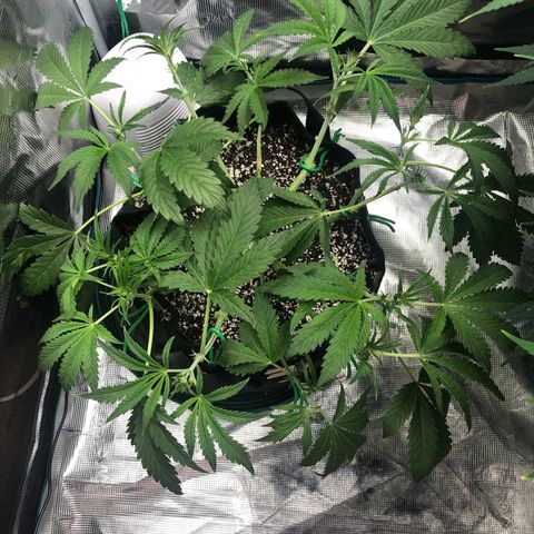 Mango Smile growlog timeline photo
