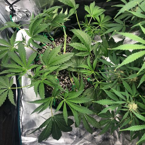 Mango Smile growlog timeline photo