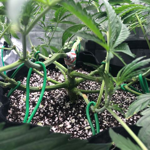 Mango Smile growlog timeline photo