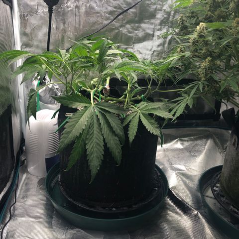 Mango Smile growlog photo: 2110-main stalk split 🤦🏻‍♀️🤦🏻‍♀️🤦🏻‍♀️ and taped. 