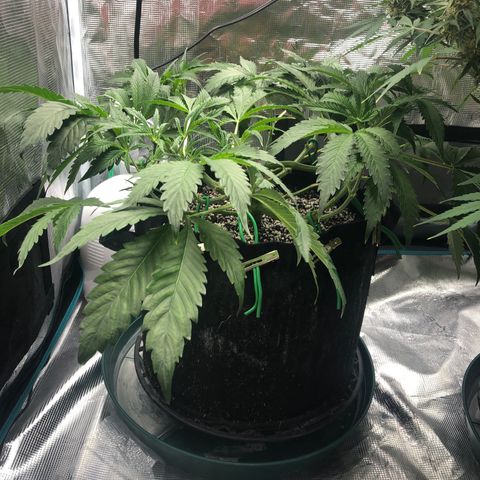 Mango Smile growlog photo: 2210