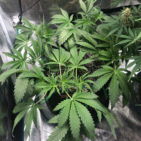 Mango Smile growlog photo: 2210