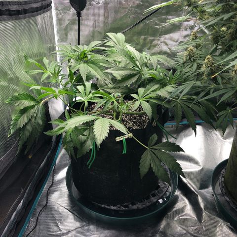 Mango Smile growlog photo: 2205