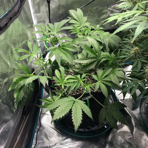 Mango Smile growlog timeline photo