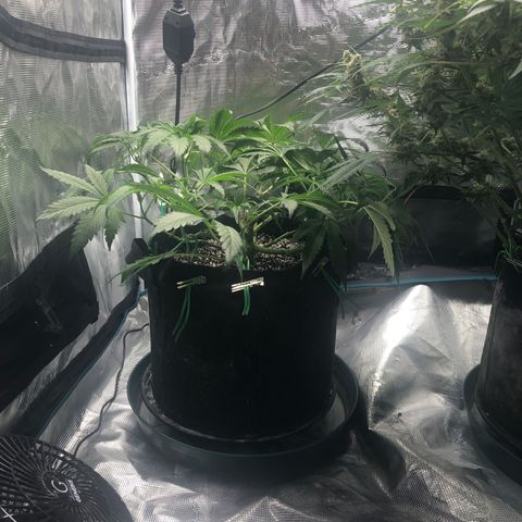 Mango Smile growlog photo: 2200