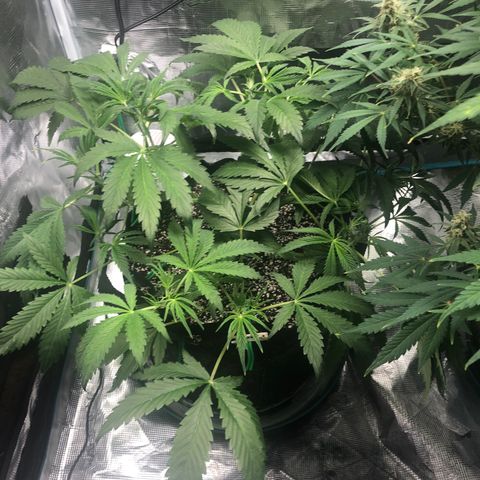 Mango Smile growlog timeline photo