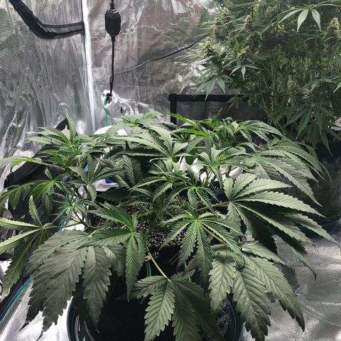 Mango Smile growlog photo: 2020