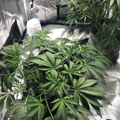 Mango Smile growlog timeline photo
