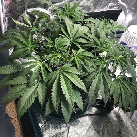 Mango Smile growlog timeline photo