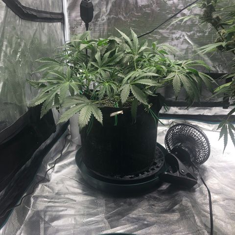 Mango Smile growlog photo: 2115