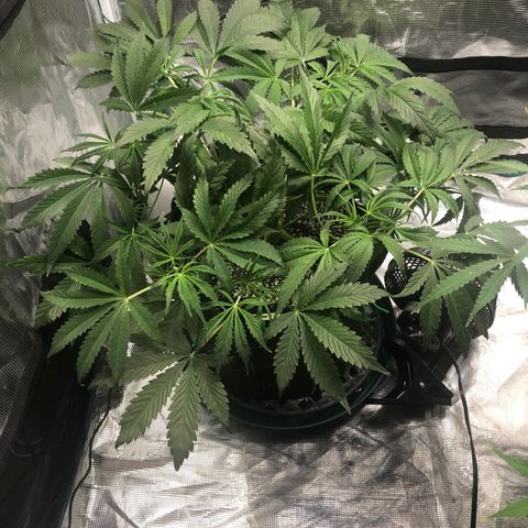 Mango Smile growlog timeline photo