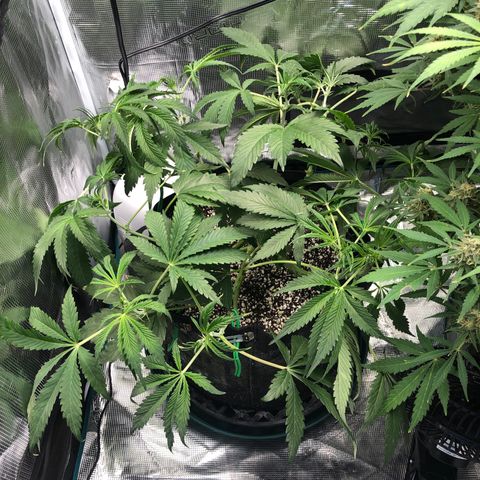 Mango Smile growlog timeline photo