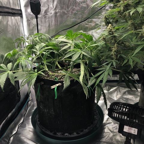 Mango Smile growlog photo: 2325
