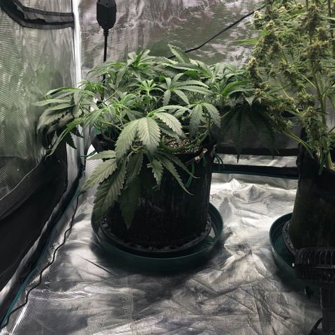Mango Smile growlog photo: 0110(5/9/21)