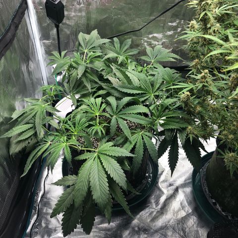 Mango Smile growlog timeline photo