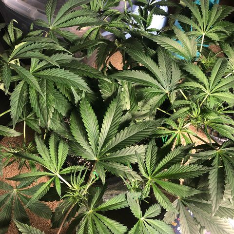 Mango Smile growlog photo: 2310