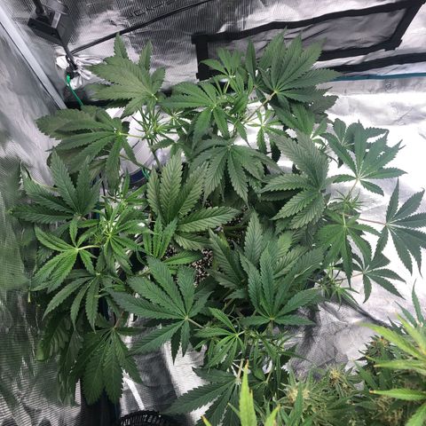 Mango Smile growlog photo: 2305