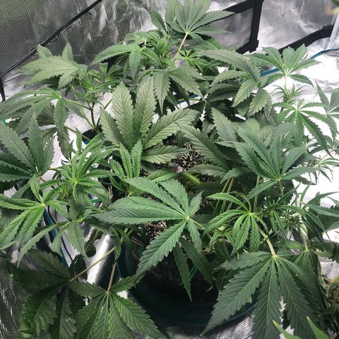 Mango Smile growlog timeline photo