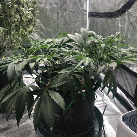 Mango Smile growlog photo: 0030(5/13/21)