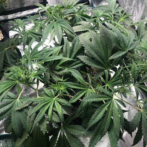 Mango Smile growlog photo: 0030(5/13/21)