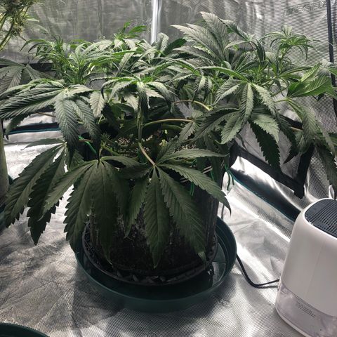 Mango Smile growlog timeline photo