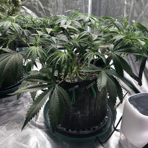 Mango Smile growlog photo: 0815