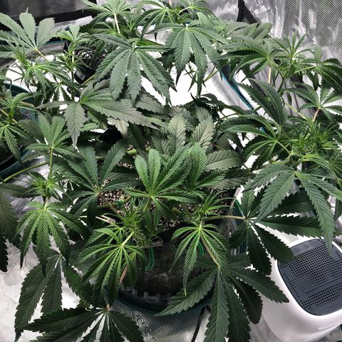 Mango Smile growlog photo: 0815