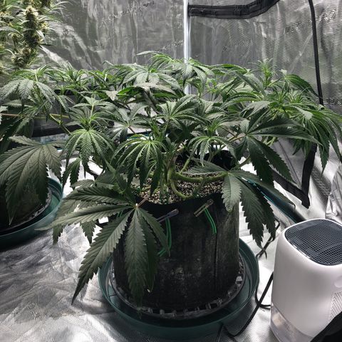 Mango Smile growlog timeline photo