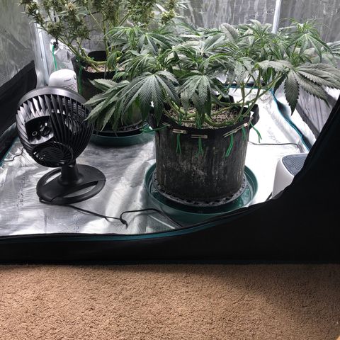 Mango Smile growlog photo: 2230