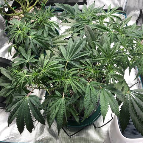 Mango Smile growlog timeline photo