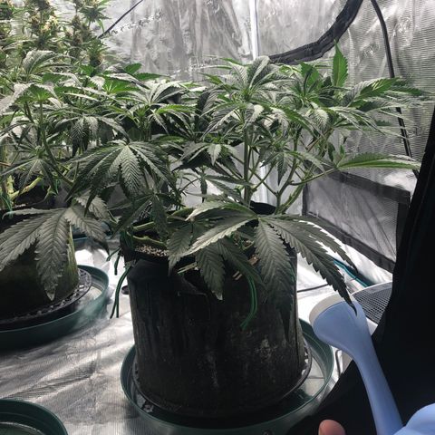 Mango Smile growlog photo: 2245
