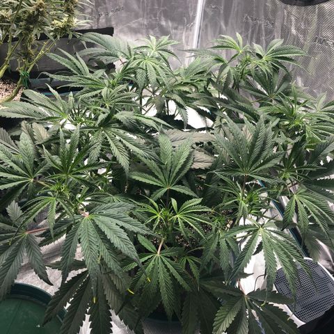 Mango Smile growlog timeline photo