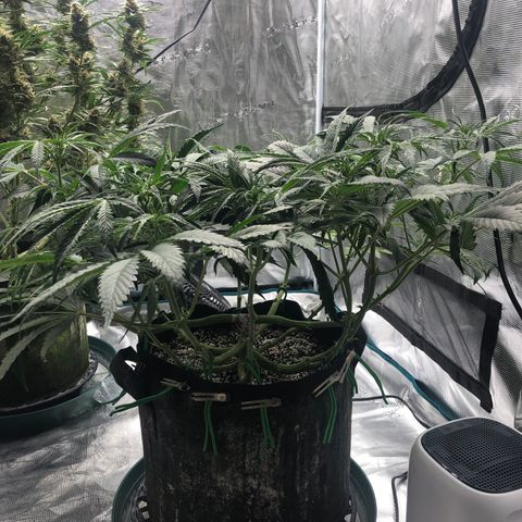 Mango Smile growlog photo: 2310