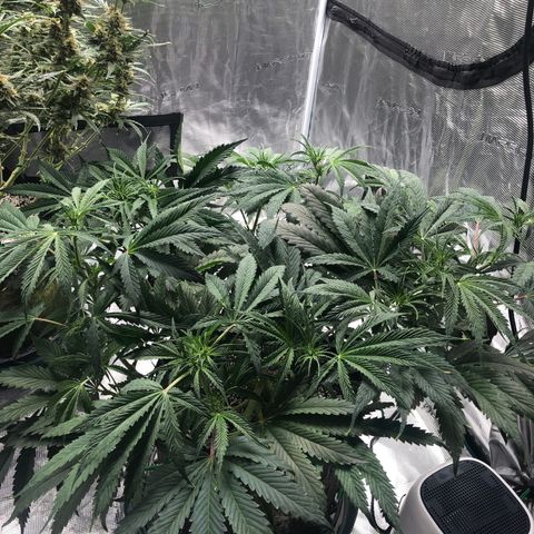 Mango Smile growlog timeline photo