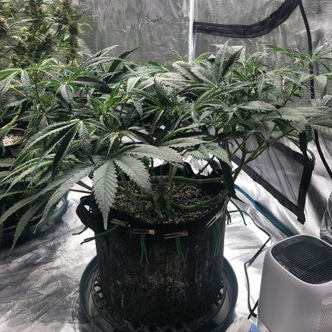 Mango Smile growlog timeline photo