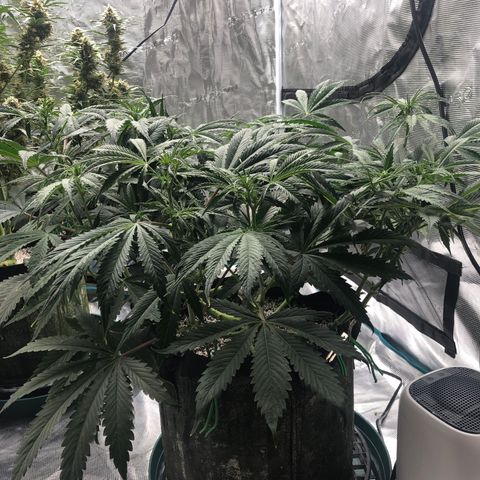 Mango Smile growlog photo: 2040