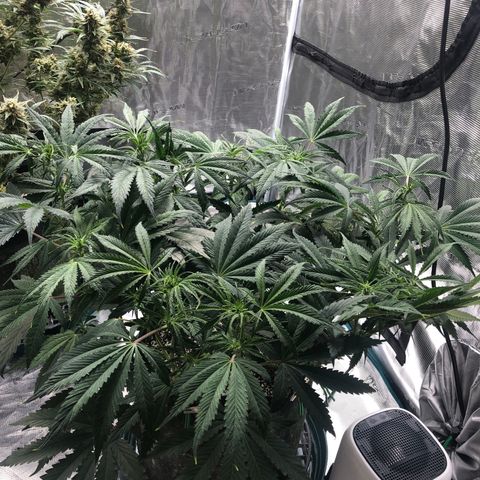 Mango Smile growlog timeline photo