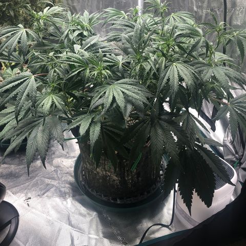 Mango Smile growlog photo: 2340