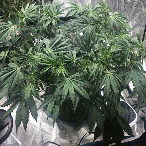 Mango Smile growlog timeline photo
