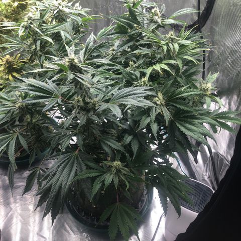 Mango Smile growlog photo: 2120