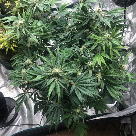 Mango Smile growlog timeline photo