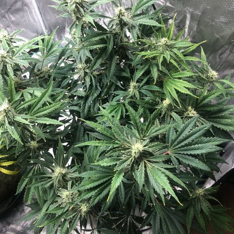 Mango Smile growlog timeline photo