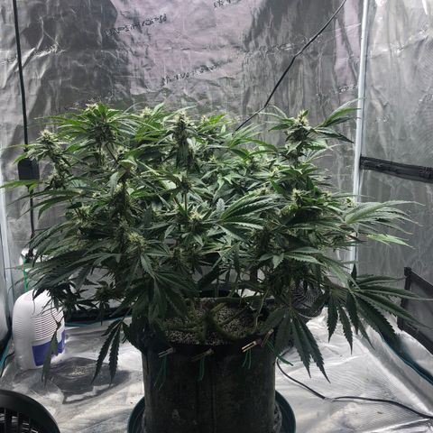 Mango Smile growlog photo: 2325