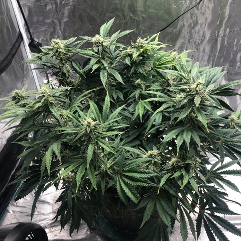 Mango Smile growlog timeline photo
