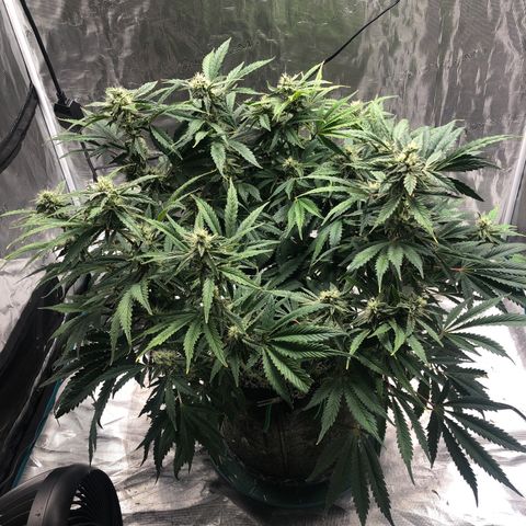 Mango Smile growlog timeline photo