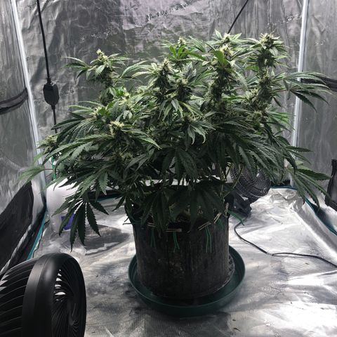 Mango Smile growlog photo: 2315