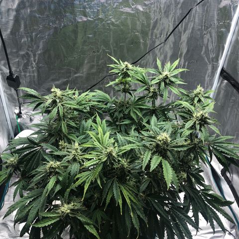 Mango Smile growlog timeline photo