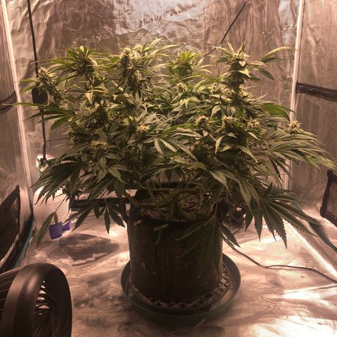 Mango Smile growlog photo: 2120